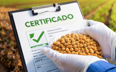 Análise de qualidade de grãos