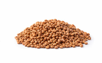 Grãos de sorgo